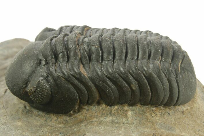 Detailed Reedops Trilobite - Atchana, Morocco #376999